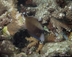 Sufflamen chrysopterum