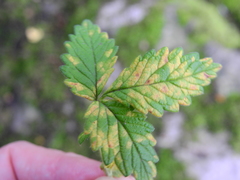 Quasipucciniastrum ochraceum