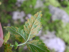 Quasipucciniastrum ochraceum