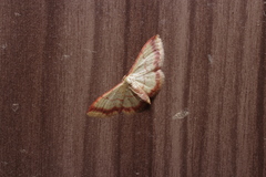 Idaea impexa