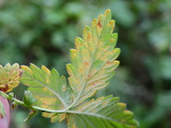 Quasipucciniastrum ochraceum