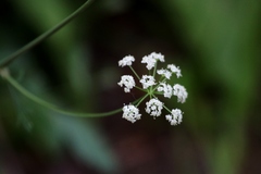 Perideridia parishii