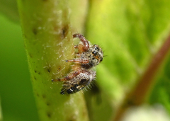 Phidippus princeps