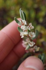 Polygonum shastense