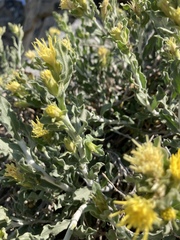 Ericameria discoidea discoidea
