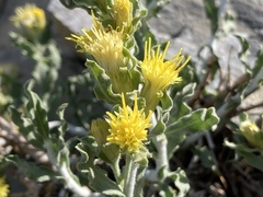 Ericameria discoidea discoidea