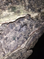 Pentatomidae