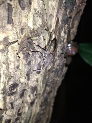 Pentatomidae
