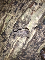 Pentatomidae