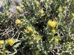 Ericameria discoidea discoidea