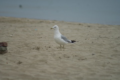 Larus delawarensis