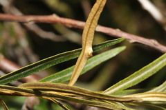 Aceria hippophaena