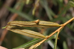Aceria hippophaena