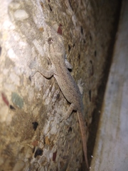 Hemidactylus frenatus