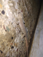 Hemidactylus frenatus
