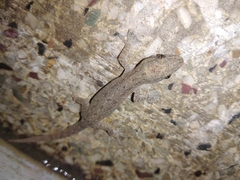 Hemidactylus frenatus