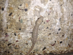 Hemidactylus frenatus