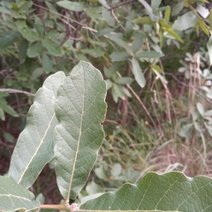 Quercus laeta
