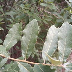 Quercus laeta