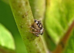 Phidippus princeps