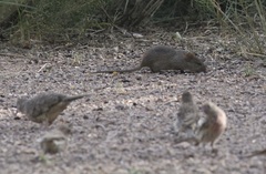 Sigmodon ochrognathus