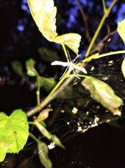 Pterophorus pentadactyla
