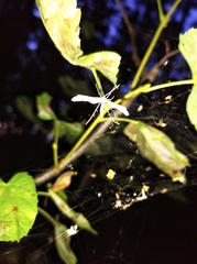 Pterophorus pentadactyla