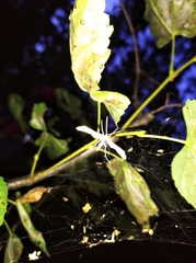 Pterophorus pentadactyla