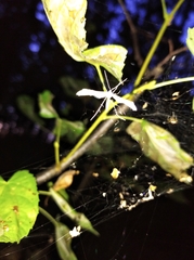 Pterophorus pentadactyla