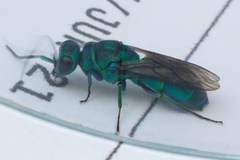 Chrysis cessata