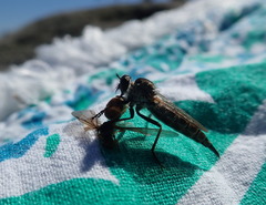 Neomochtherus willistoni