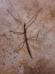 Bacillidae