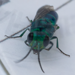Chrysis cessata