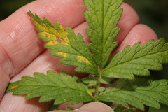 Quasipucciniastrum ochraceum