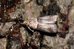 Acrobasis tumidana