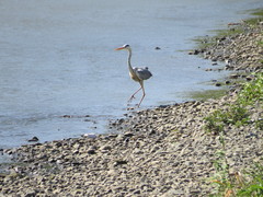 Ardea cinerea