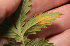 Quasipucciniastrum ochraceum