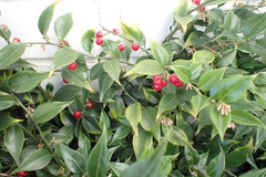 Sarcococca ruscifolia