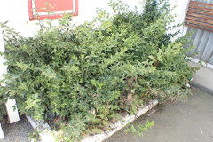 Sarcococca ruscifolia