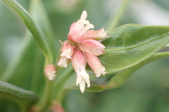 Sarcococca ruscifolia