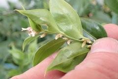 Sarcococca ruscifolia
