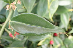 Sarcococca ruscifolia