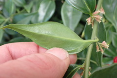 Sarcococca ruscifolia