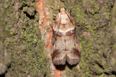 Acrobasis tumidana