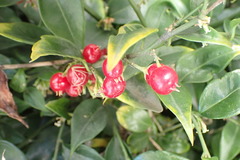Sarcococca ruscifolia