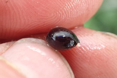 Sarcococca ruscifolia