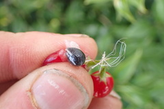 Sarcococca ruscifolia