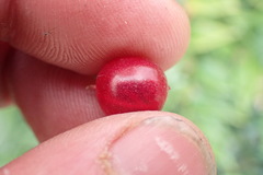 Sarcococca ruscifolia