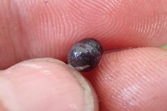 Sarcococca ruscifolia