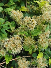 Clematis vitalba